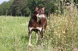 WORKING KELPIE 004